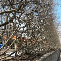 ドウダンツツジ,イチョウ,ポプラ,北海道,旅先の画像