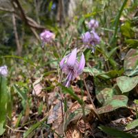 カタクリ,かたくりの花の画像