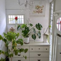 スミレ,ムスカリ,ビオラ,コーヒーの木,寄せ植えの画像