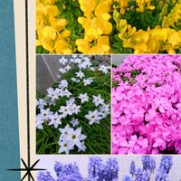 ハナニラ,エニシダ,シバザクラ,ムスカリの画像