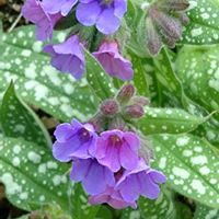 ジューンベリー,ソメイヨシノ,プルモナリア,ハナモモ 照手紅,プルモナリアロイデビッドソンの画像