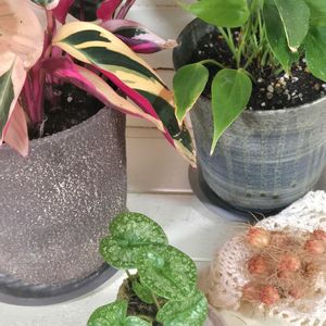 アンスリューム,ストロマンテサンギネア,苔玉,繋がりに感謝✨,輝かしい未来の画像