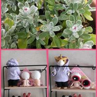 アネモネ,レンギョウ,ヘリクリサム,イースター,公園のお花の画像