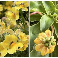 ネメシア,レウィシア,レモン,玉翁,玉翁殿の画像