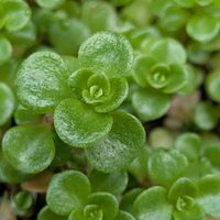 セダム,マルバマンネングサ,備忘録,【額縁シリーズ】,グリーンアクセサリー♪の画像