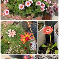 ユッカ,エリシマム スプリングパーティー,プチダリア・ハミングブロンズ・ニッポン,マックスマム 夕焼けレッド,PWマーガレットバービーの画像