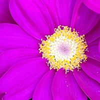 サイネリア,ピンク,ピンクの花,ピンクワールドへ ようこそ,花を通じて愛と平和をの画像