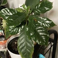 チューリップ,ネモフィラ,コーヒーの木,コーヒーの木,糸水仙の画像