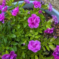 カリブラコアの画像