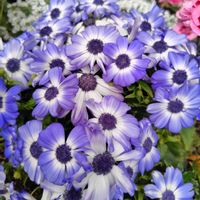 サイネリア,青い花マニア,チーム・ブルー,チーム・ブルーNo.127,青い花で春浪漫2026の画像