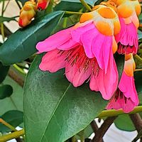 サクラ,ブラキカム,ムスカリ,ローズマリー,ロドレイアの画像