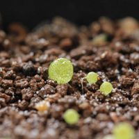 メセン,コノフィツム属,タニラー,その他部屋の画像