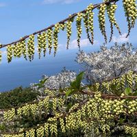 シキミ,シキミ,ミモザ,ミモザ,木五倍子（きぶし）の画像