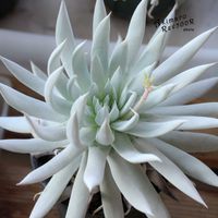 ダドレア,タニラー,ダドレア属,その他部屋の画像