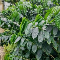 コーヒーの木,コーヒーの木,コーヒーの花,コーヒーの花,コーヒーの実の画像