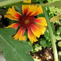 ガイラルディア,春がきたね〜♫,マイガーデン,花壇の花,毎年咲くの画像