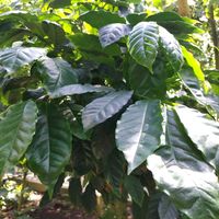 シャクナゲ,シャクナゲ,チューリップ,チューリップ,ハナズオウの画像