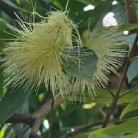 バナナ,スターフルーツ,フトモモ,マンゴーの花,ジャポチカバの画像