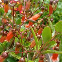 デージー,デージー,カランコエ テッサ,カランコエ テッサ,カランコエ テッサの画像