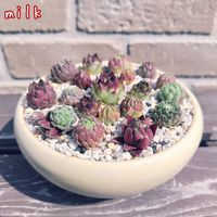 センペルビウム寄せ植え,センペルビウム,寄せ植え,多肉植物,多肉植物寄せ植えの画像