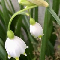 シレネ,チューリップ,多肉植物いろいろ,スプレケリア,西洋すずらんの画像