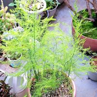 アスパラ,アスパラガス,観葉植物,自家製野菜,植物男子ベランダーの画像