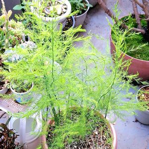 アスパラ,アスパラガス,観葉植物,自家製野菜,植物男子ベランダーの画像