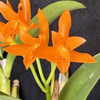 カトレア,マリカナの画像