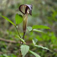 マムシグサ,マムシグサ,ムサシアブミ,スマホ撮影,キュンキュン乙女倶楽部の画像
