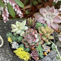 セダム,多肉植物,多肉寄せ植え,エケベリア属,ガーデニングの画像