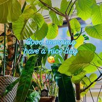 プルメリア,モンステラ,森林浴,熱帯植物,癒しの空間の画像