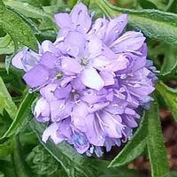 ギリア・レプタンサ,ネメシア,ノースポール,寄せ植え,鉢植えの画像