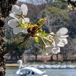 サクラ,ヤナギ,オオシマザクラ,シダレヤナギ,枝垂れ柳の画像