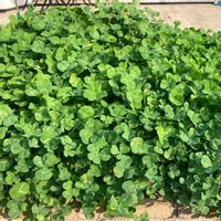 クローバー,シロツメクサ,緑肥の画像