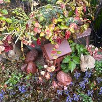 アジュガ,ハツユキカズラ,可愛い,今日も笑顔で♡,ちいさな幸せ♡の画像