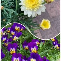 サクラ,ボンザマーガレット,ガーデニング,花のある暮らし,サントリー フラワーズの画像