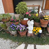 シロタエギク,ヒイラギ,リナリア,ワスレナグサ,パンジーの画像