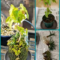 ヘビイチゴ,玉竜,宮様かえで,苔玉仕立て,苔玉盆栽の画像