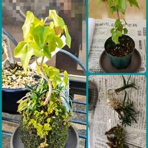 ヘビイチゴ,玉竜,宮様かえで,苔玉仕立て,苔玉盆栽の画像