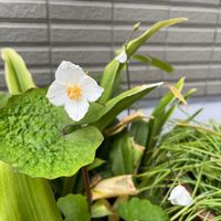 シラユキゲシの画像