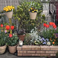 シロタエギク,チューリップ,パンジー,赤い花,ガーデニングの画像