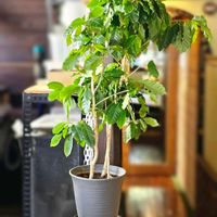 コーヒーの木,今日のお花の画像