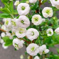 シジミバナ,子宝弁慶草,いつも同じ花ですがの画像