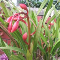 キンセンカ,ツワブキ,ユスラウメ,新  芽,ホウサイラン？の画像