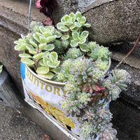 セダムいろいろ,リメ缶の画像
