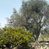 オリーブ,ミモザ,癒し,おでかけ先の画像