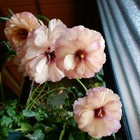 ハーデンベルギア,ハーデンベルギア,ラナンキュラス,ラナンキュラスラックス ティーバ,我が家のお花たちの画像