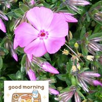 芝桜,ピンクの花,プランター栽培,あっ火曜日,火曜日はピンク色の花の画像