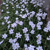 ハナニラ,キンギョソウ,パンジー,ミーテ,寄せ植えバスケットの画像