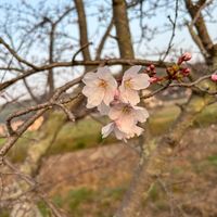スミレ,ムスカリ,土筆,野の花,春の訪れの画像